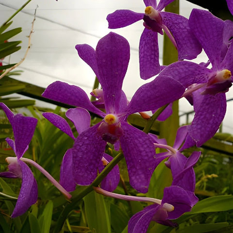 Mauve Mokara Orchid