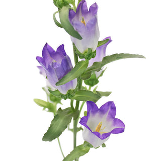 Buy Wholesale Lavender Campanula Bellflowers in Bulk - FiftyFlowers