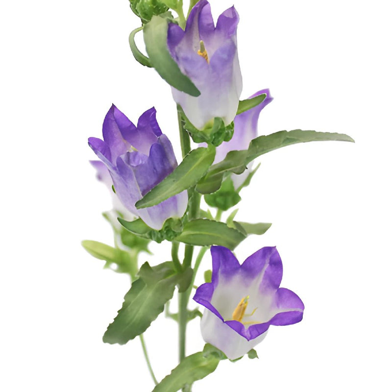 Campanulas Purple Flower
