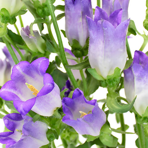Campanulas Purple Flower