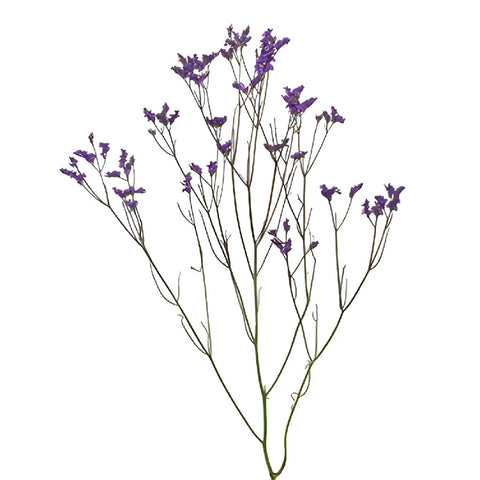 Purple Airbrushed Limonium Flower