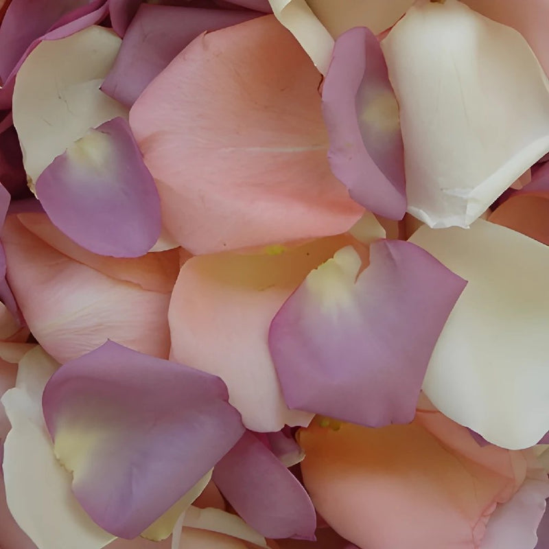Mauve Real Rose Petals