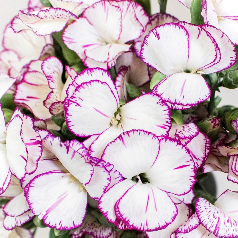 Purple and White Solomio Wholesale Flowers Upclose