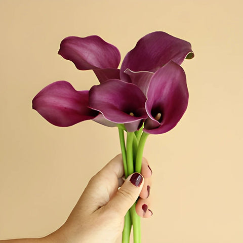 Purple Gem Mini Calla Flower