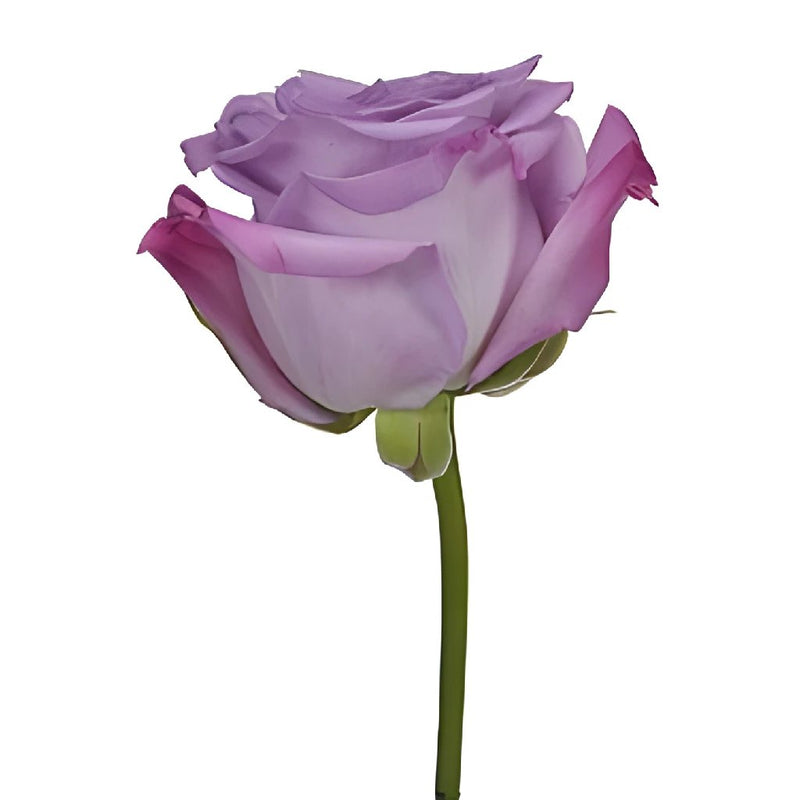 Purple Haze Lavender Rose