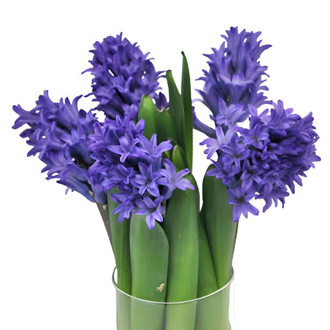 Hyacinth Violet Blue Flower