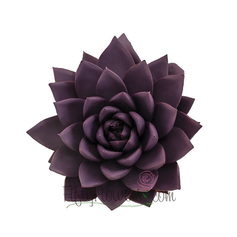 Grape Purple Enhanced Succulent Flower