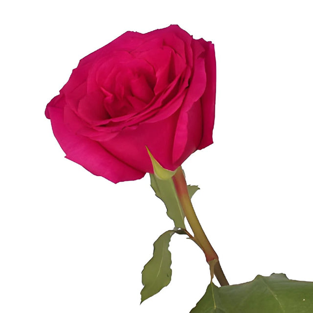 Buy Wholesale Queenberry Hot Pink Rose In Bulk Fiftyflowers 