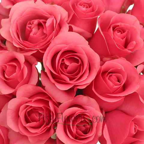 Queen Mary Hot Pink Roses
