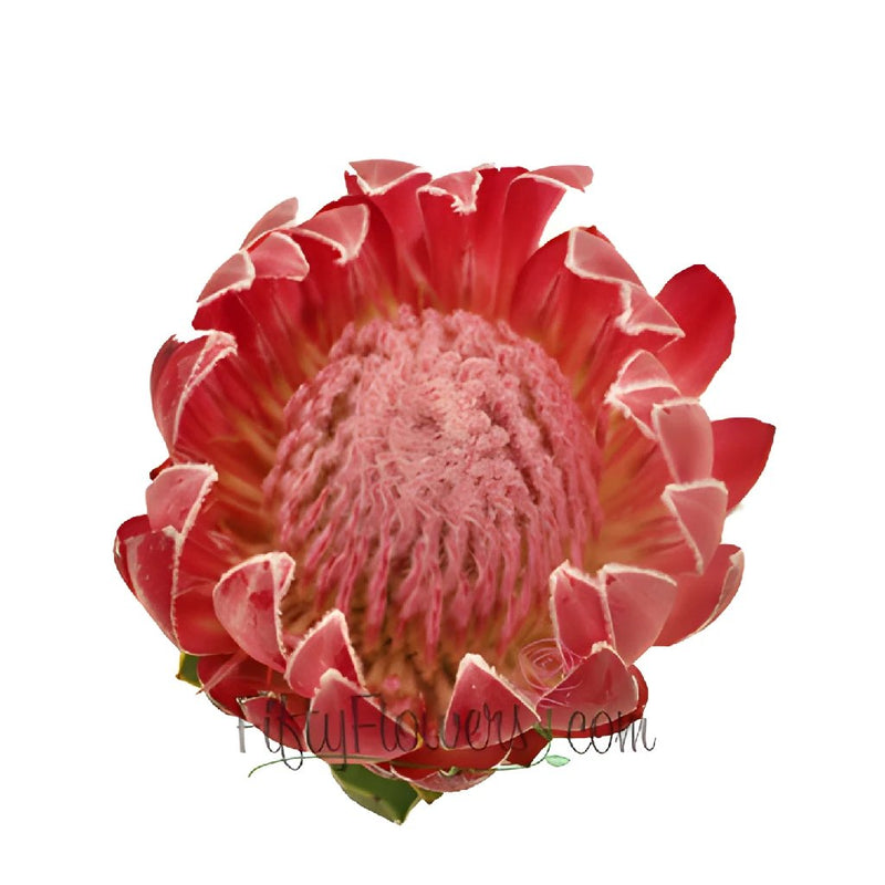 Queen Protea Flower