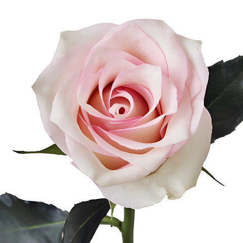 Buy Wholesale Pink Flush Rose in Bulk - FiftyFlowers