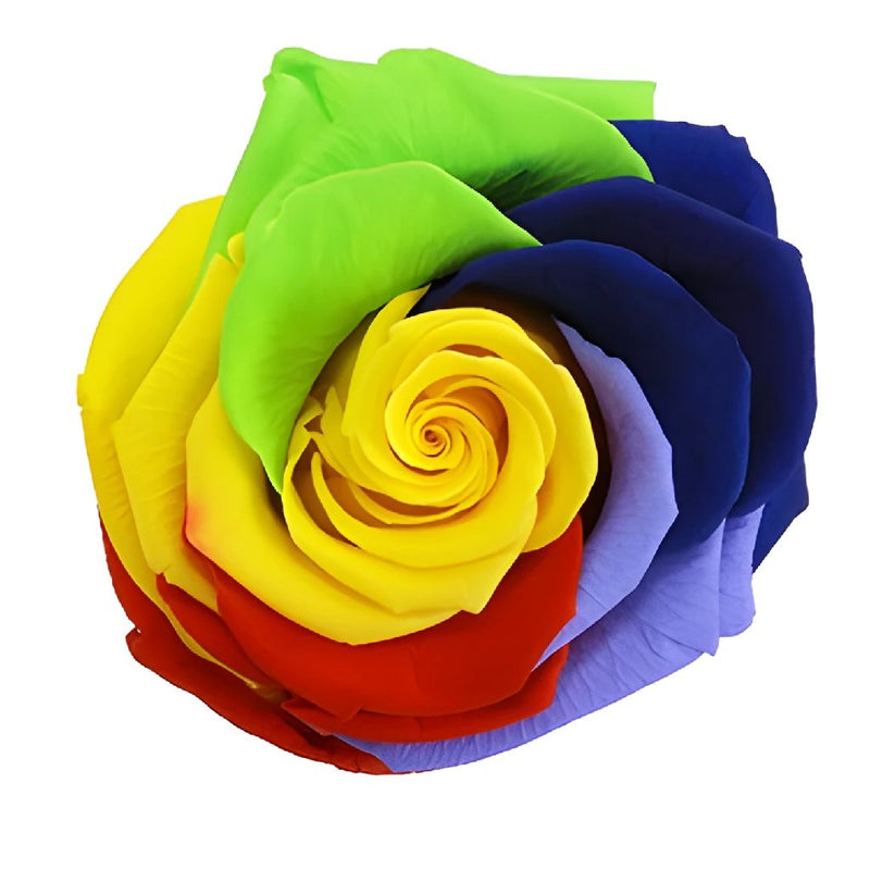 Preserved Rainbow Arlequin Rose