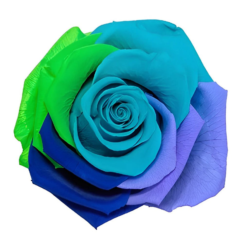 Preserved Rainbow Divine Rose