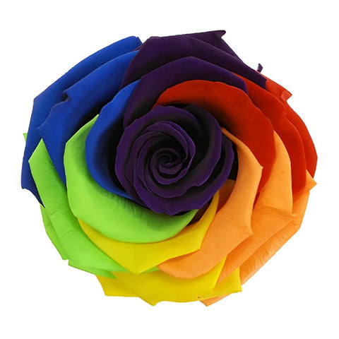 Preserved Rainbow Payaso Rose