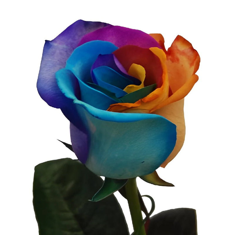 Rainbow Roses Custom Colors