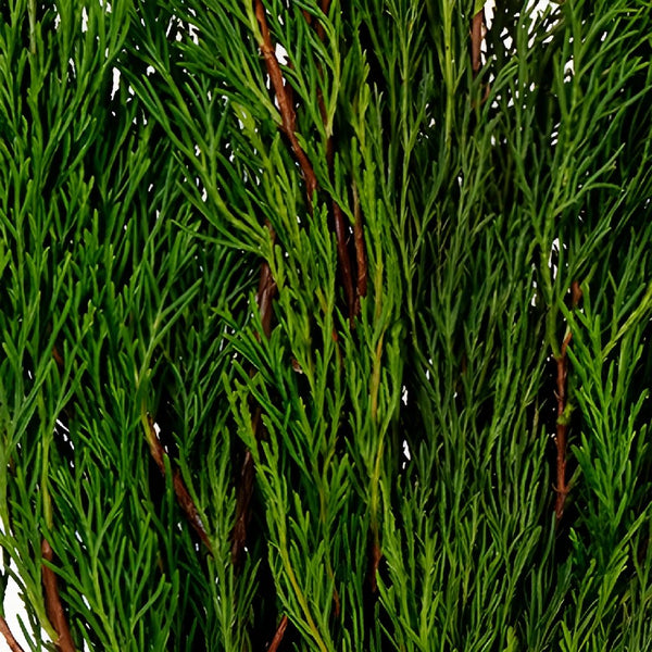 Variegated Leyland Cedar Winter Greenery, FiftyFlowers.com