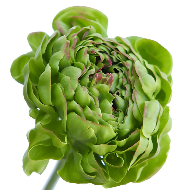Novelty Green Ranunculus Flower