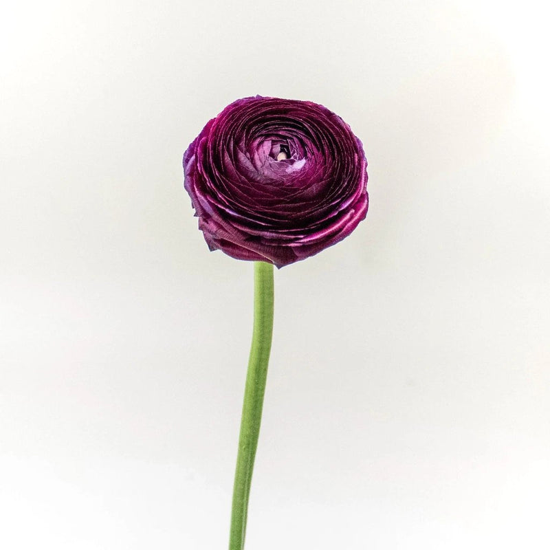 Ranunculus Violet Flower Stem