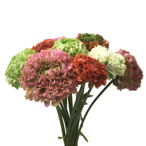 Assorted Colors Pon Pon Ranunculus Wholesale Flower In a vase