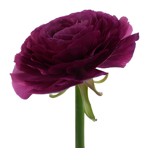 Ranunculus Purpleberry Italian Cloony Flower Stem