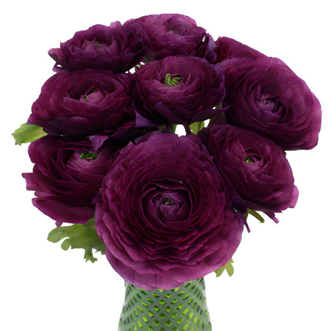 Purpleberry Italian Cloony Ranunculus Wholesale Flower In a vase