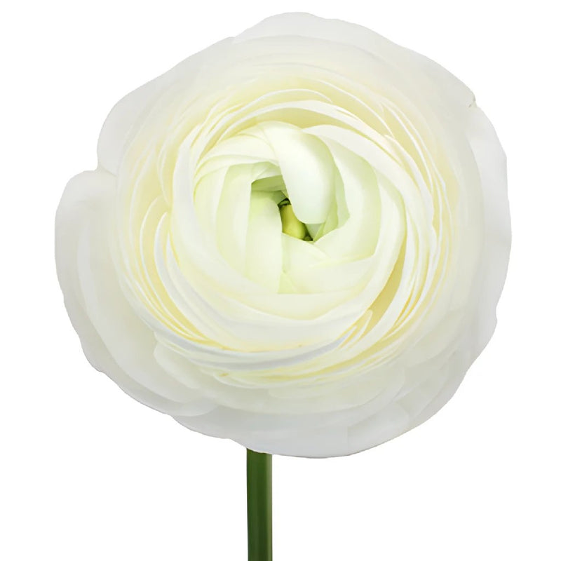 Ranunculus White Italian Cloony Flower Stem