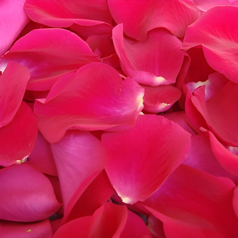 Buy Wholesale Hot Pink Rose Petals in Bulk - FiftyFlowers