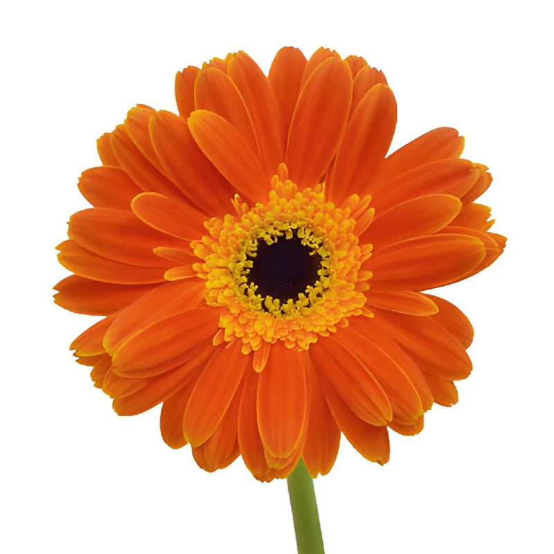 Fire Orange and Yellow Super Gerber Daisy Flower