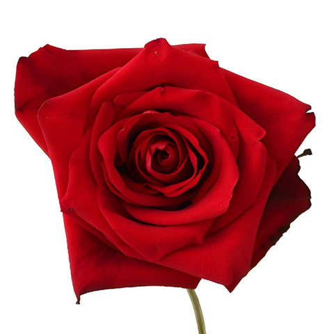 Red Devotion Rose