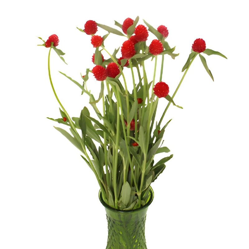 Red Gomphrena Wholesale Flowers