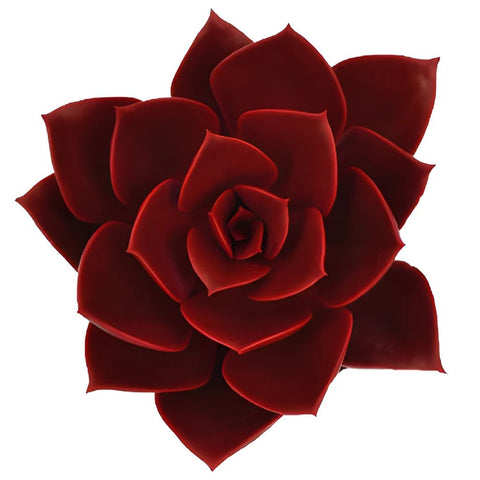 Ruby Red Succulent Flower