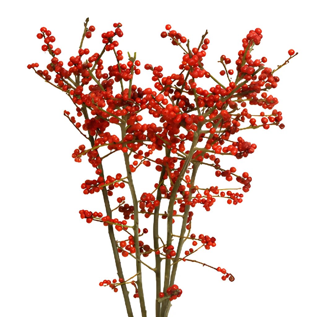Buy Wholesale Red Ilex Berry Branches in Bulk - FiftyFlowers