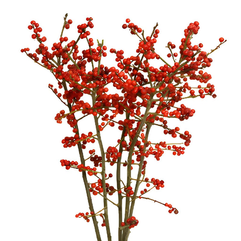 Wholesale greenery red ilex berry branch filler flowers sold as bulk