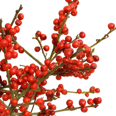 Wedding greenery red ilex berry branches filler flowers sold near me