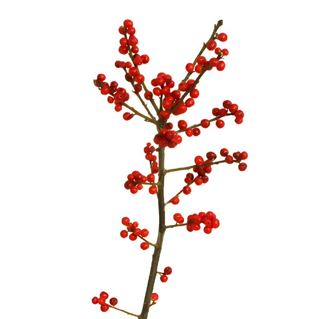 Buy Wholesale Red Ilex Berry Branches in Bulk - FiftyFlowers