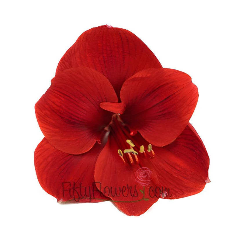 https://fiftyflowers.com/cdn/shop/products/Red_Amaryllis_Bloom350_c6a4cd9d_8d4ace9c-f3fb-4093-9e6c-8d06c0e8b8f5.jpg?v=1683165967&width=800