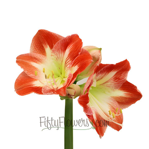Candy Cane Amaryllis Red and White Flower
