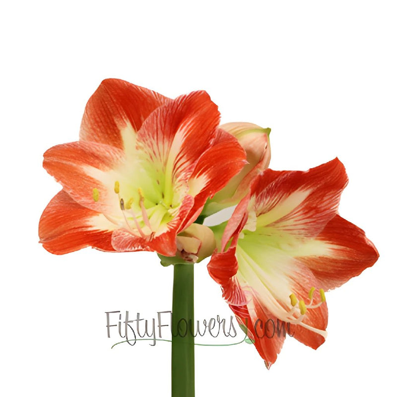 Candy Cane Amaryllis Red and White Flower