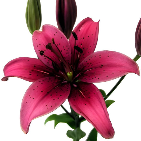 Red Asiatic Lily
