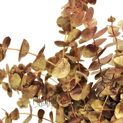 Gold Red Baby Eucalyptus Wholesale