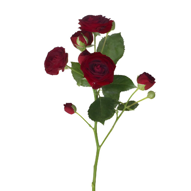 Red Velvet Romance Spray Roses