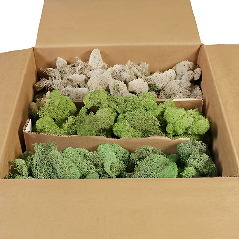 Assorted Preserved Moss Mix wholesale, Bulk Preserved Moss - Wholesale  Flowers and Supplies