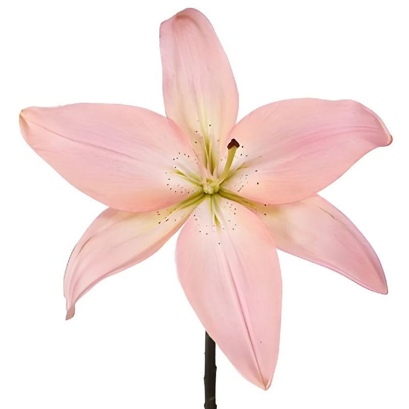 Light Pink Asiatic Lily