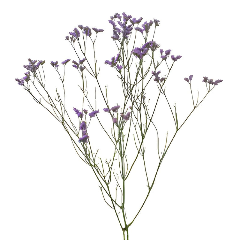 Lavender Limonium Airbrushed Filler Flowers