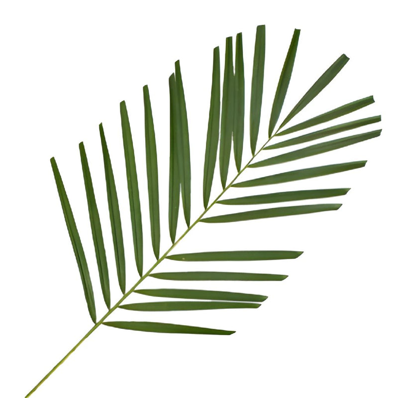 Robellini Phoenix Green Palms