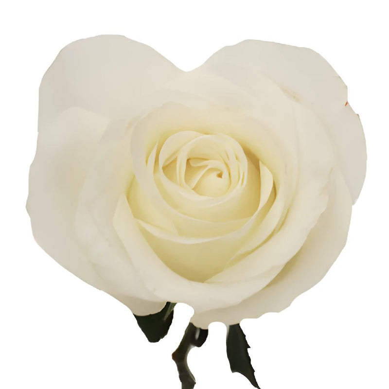 Akito White Bulk Rose