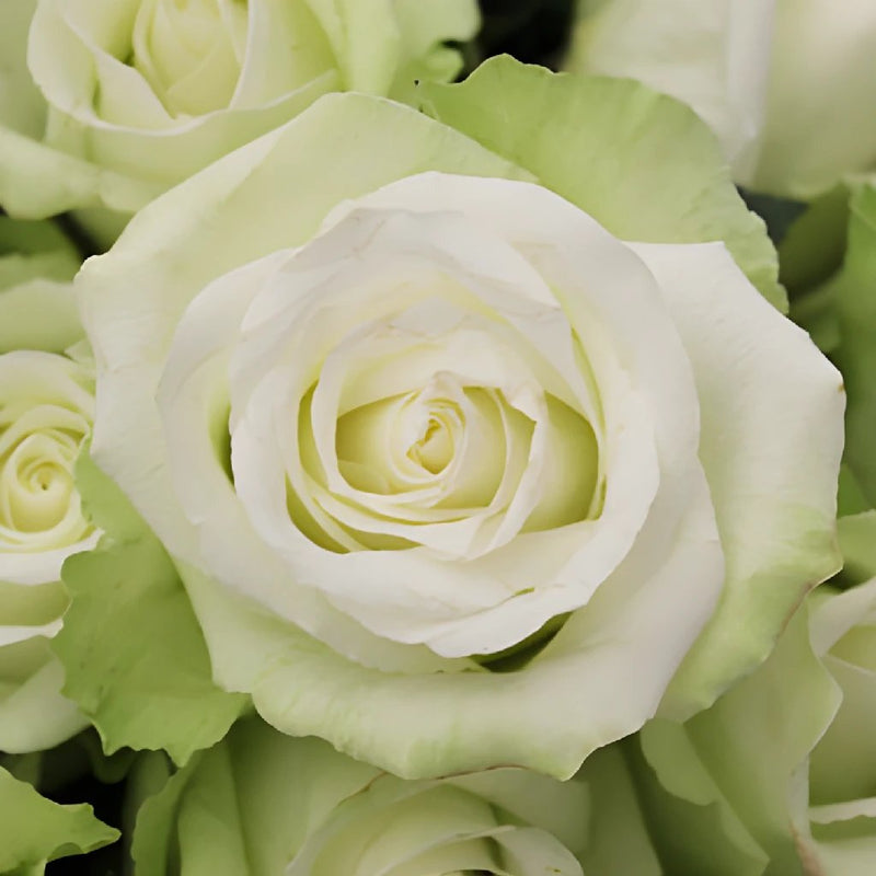 High and Peace Pale Green Rose