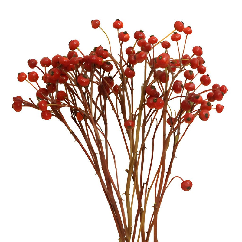 Bulk greenery red rose hips bunch for sale near me as delivery