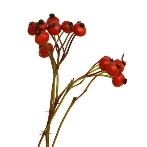 Single stem of fresh cut greens red rose hip filler flowers