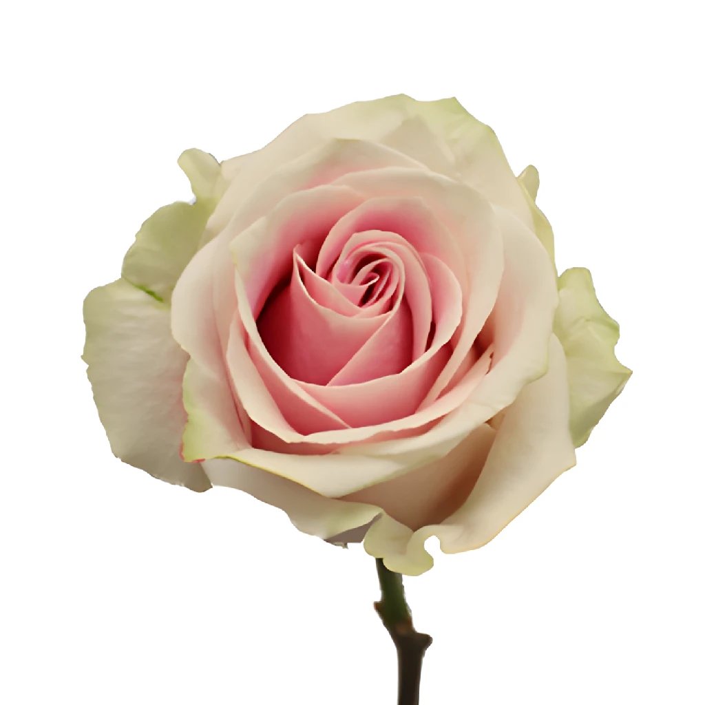 Rosita Vendela Antique Pink Rose